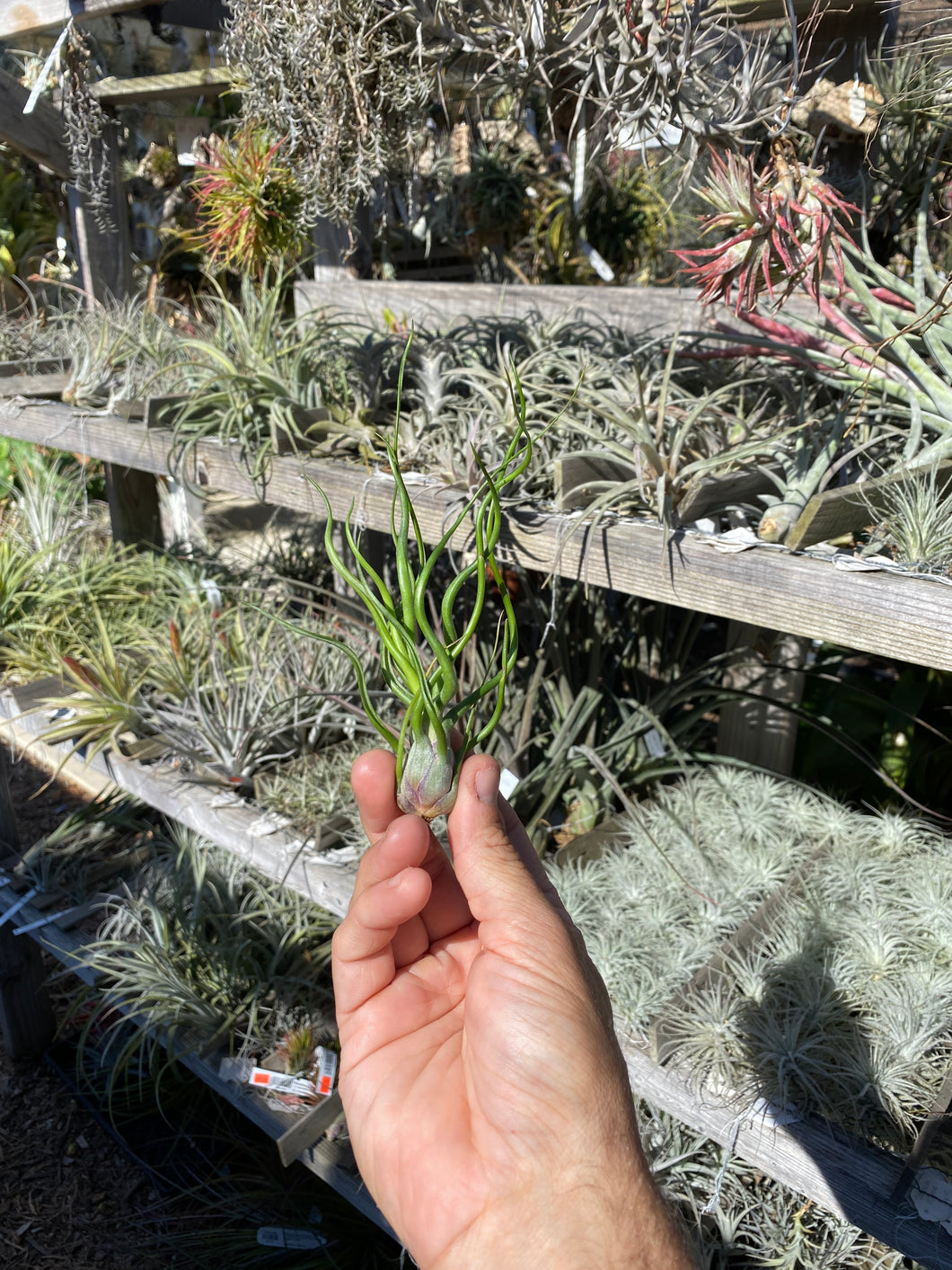 Tillandsia bulbosa hybrid