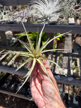 Tillandsia Extravagance (Variegated Tillandsia concolor x Tillandsia streptophylla)