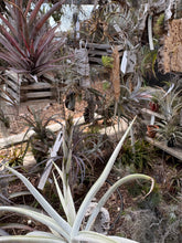 Tillandsia porongoensis