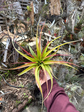 Tillandsia rothii x Tillandsia abdita