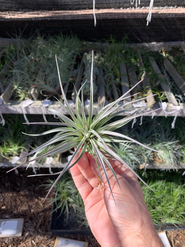 Tillandsia stricta Purple Haze