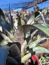 Tillandsia leucolepis