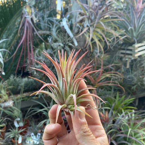 Tillandsia ionantha maxima