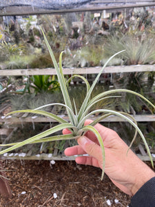 Tillandsia zecheri