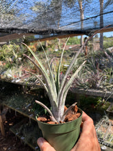 Tillandsia hildae