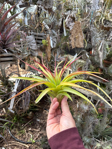red abdita air plant Tillandsia rothii x Tillandsia abdita – Cuffel Farms