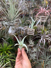 Tillandsia barfusii