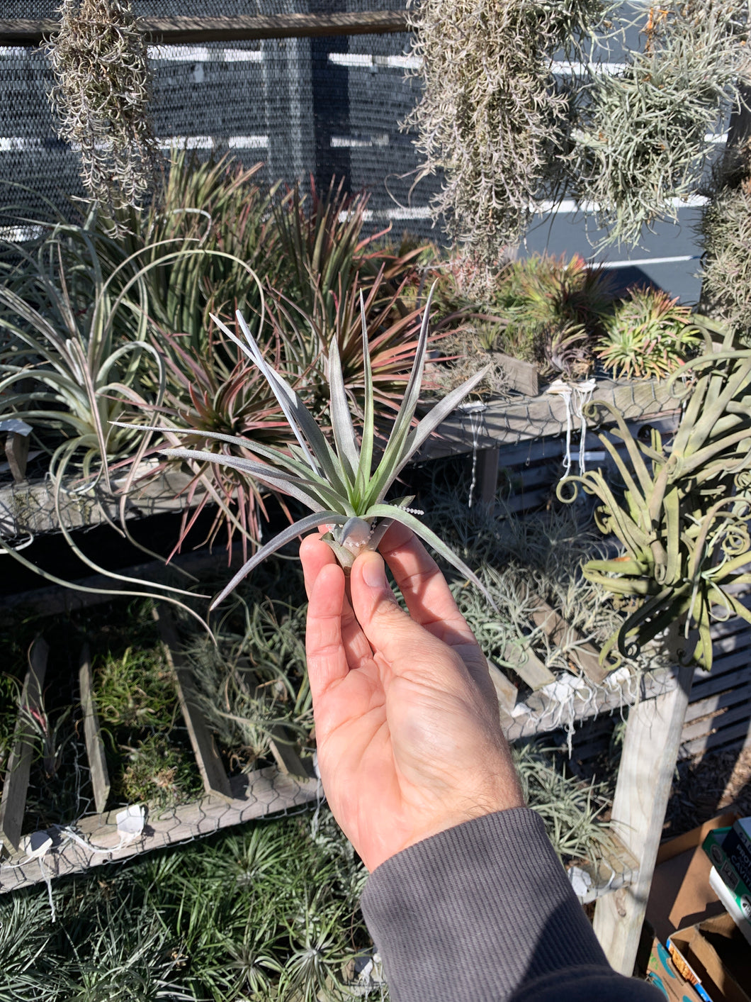 Tillandsia Owl’s Nest (Tillandsia streptophylla x Tillandsia fasciculata ‘Tropiflora’)