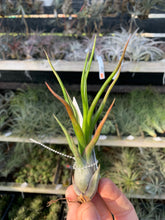 Tillandsia Leo J (Tillandsia ionantha x Tillandsia bulbosa)