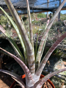 Tillandsia hildae