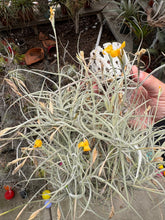 Tillandsia crocata x Tillandsia mallemontii