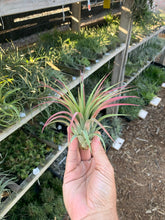 Tillandsia ionantha x Tillandsia concolor select red