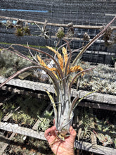 Tillandsia x Wisdomiana (Tillandsia xerographica x Tillandsia paucifolia)