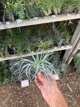 Tillandsia Stupendo (Tillandsia Houston x Tillandsia leonamiana