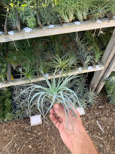 Tillandsia Stupendo (Tillandsia Houston x Tillandsia leonamiana