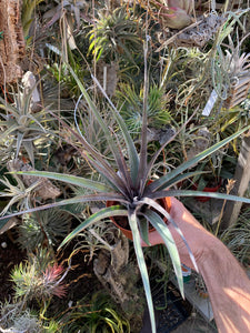 Tillandsia Mayan Gold (Tillandsia gayi x Tillandsia leucolepis)