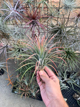 Tillandsia PJ’s Prize (Tillandsia concolor x Tillandsia ionantha)