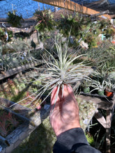 Tillandsia cereicola (Soft leaf variety)