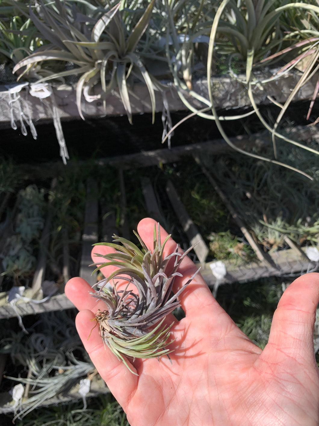 neglecta air plant Tillandsia neglecta red/purple – Cuffel Farms