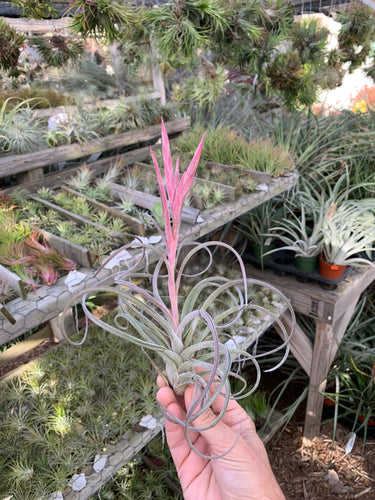 Tillandsia glabrior hybrid