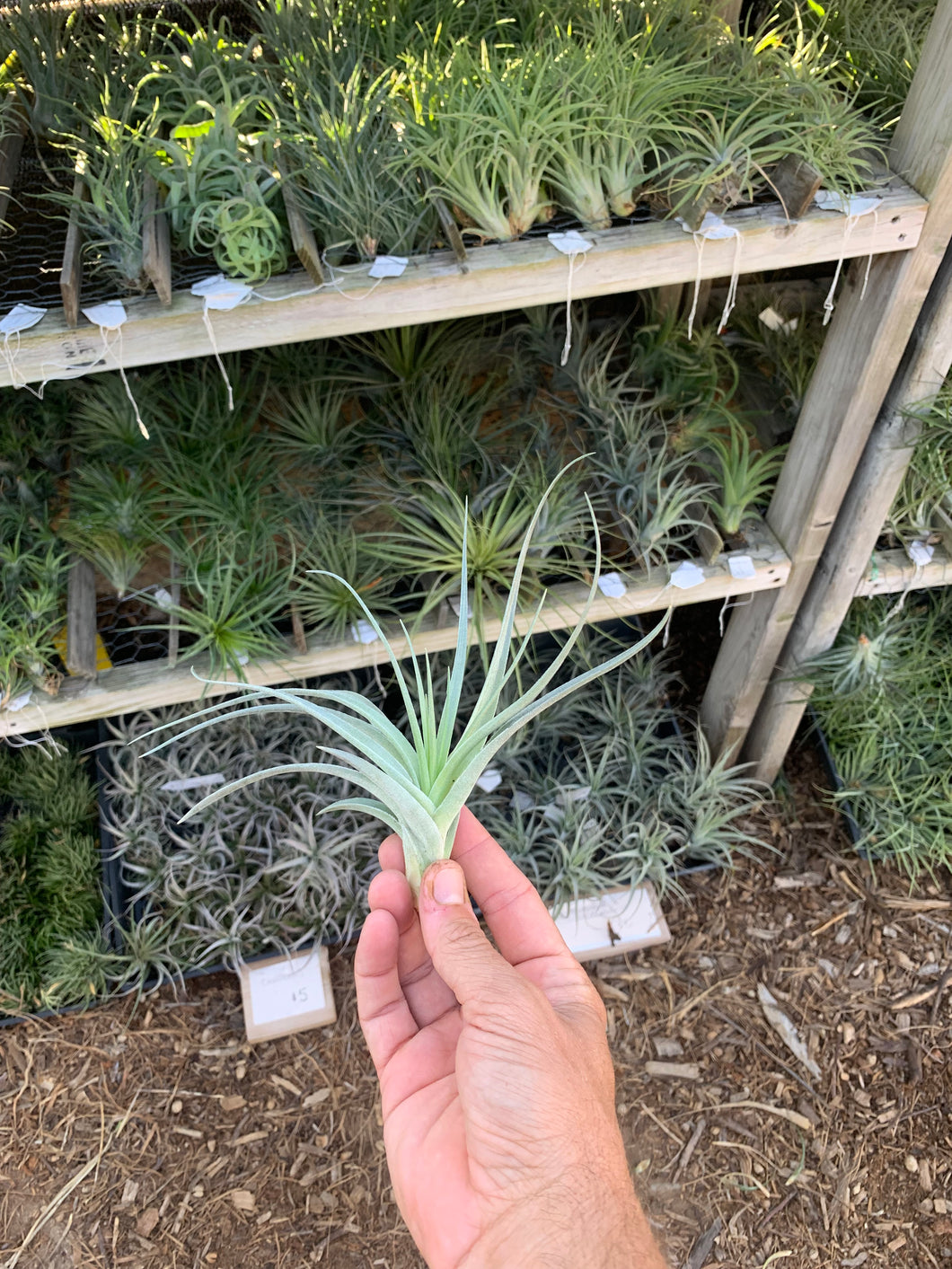 leonamiana air plant Tillandsia Stupendo (Tillandsia Houston x Tillandsia leonamiana
