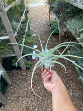 (Tillandsia ehlersiana x Tillandsia seleriana) x Tillandsia seleriana