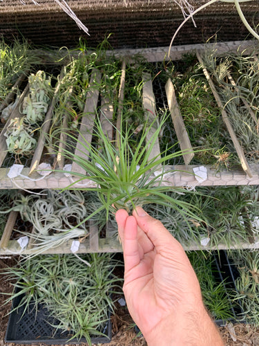 Tillandsia stricta Giganticus