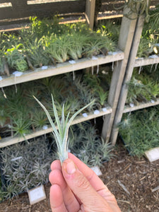 Tillandsia baileyi x Tillandsia ionantha #5 (Arden)