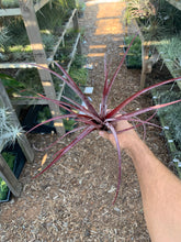 Tillandsia Cherry Cordial (Tillandsia domingensis x Tillandsia dasyliriifolia)