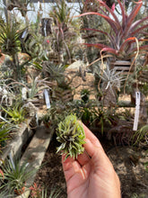 Tillandsia kautskyi hybrid green