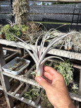 Tillandsia Pink Lemonade (Tillandsia exserta x Tillandsia chiapensis)