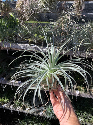 Tillandsia Lilac Spire (Tillandsia stricta x Tillandsia duratii)