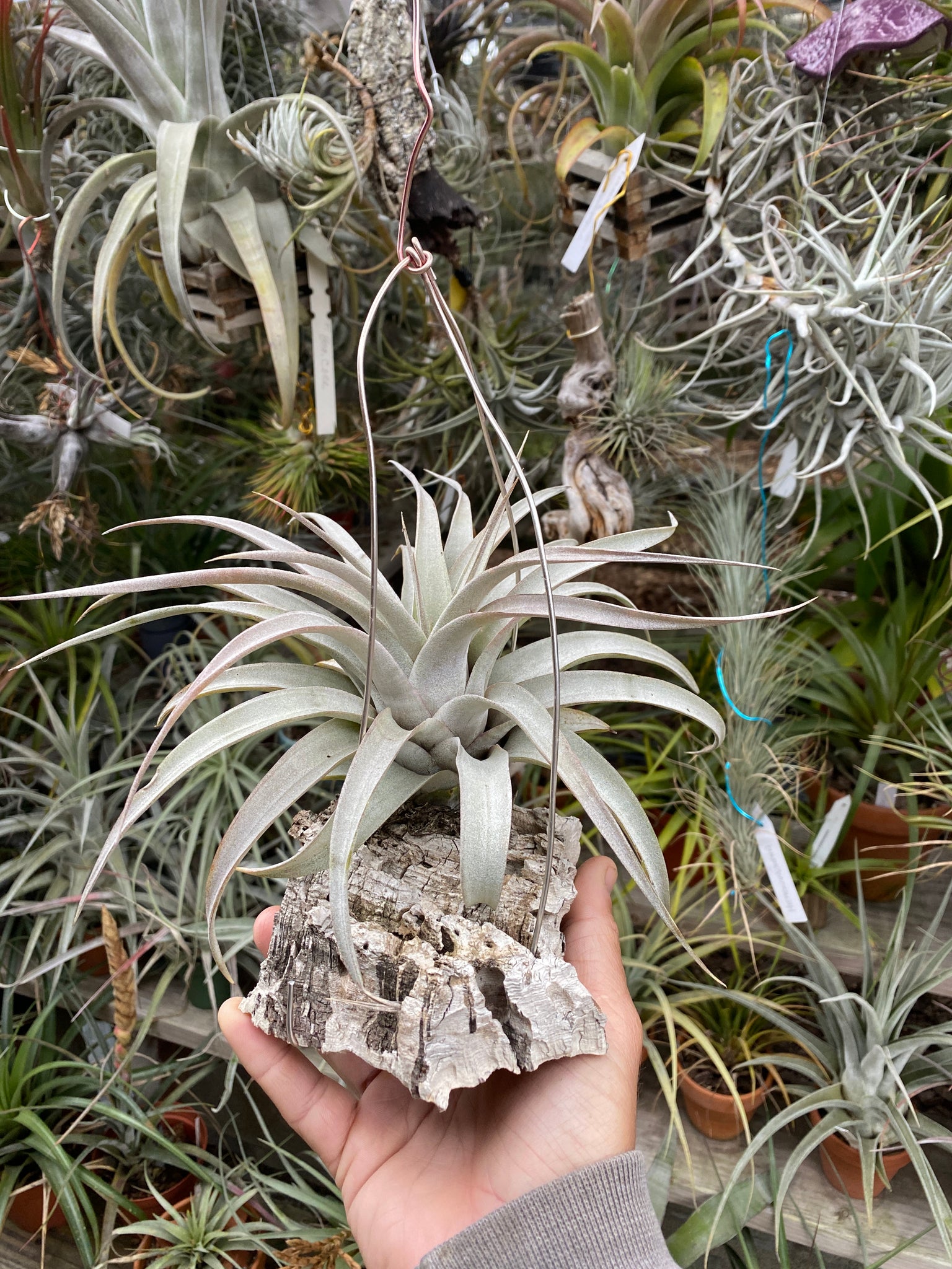 air plants miami Tillandsia Miami Magic (Tillandsia streptophylla x Tillandsia xerograp – Cuffel Farms