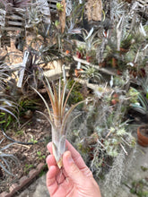 Tillandsia ionantha hybrid