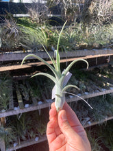 Tillandsia diguetii x Tillandsia schubertii