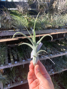 Tillandsia diguetii x Tillandsia schubertii