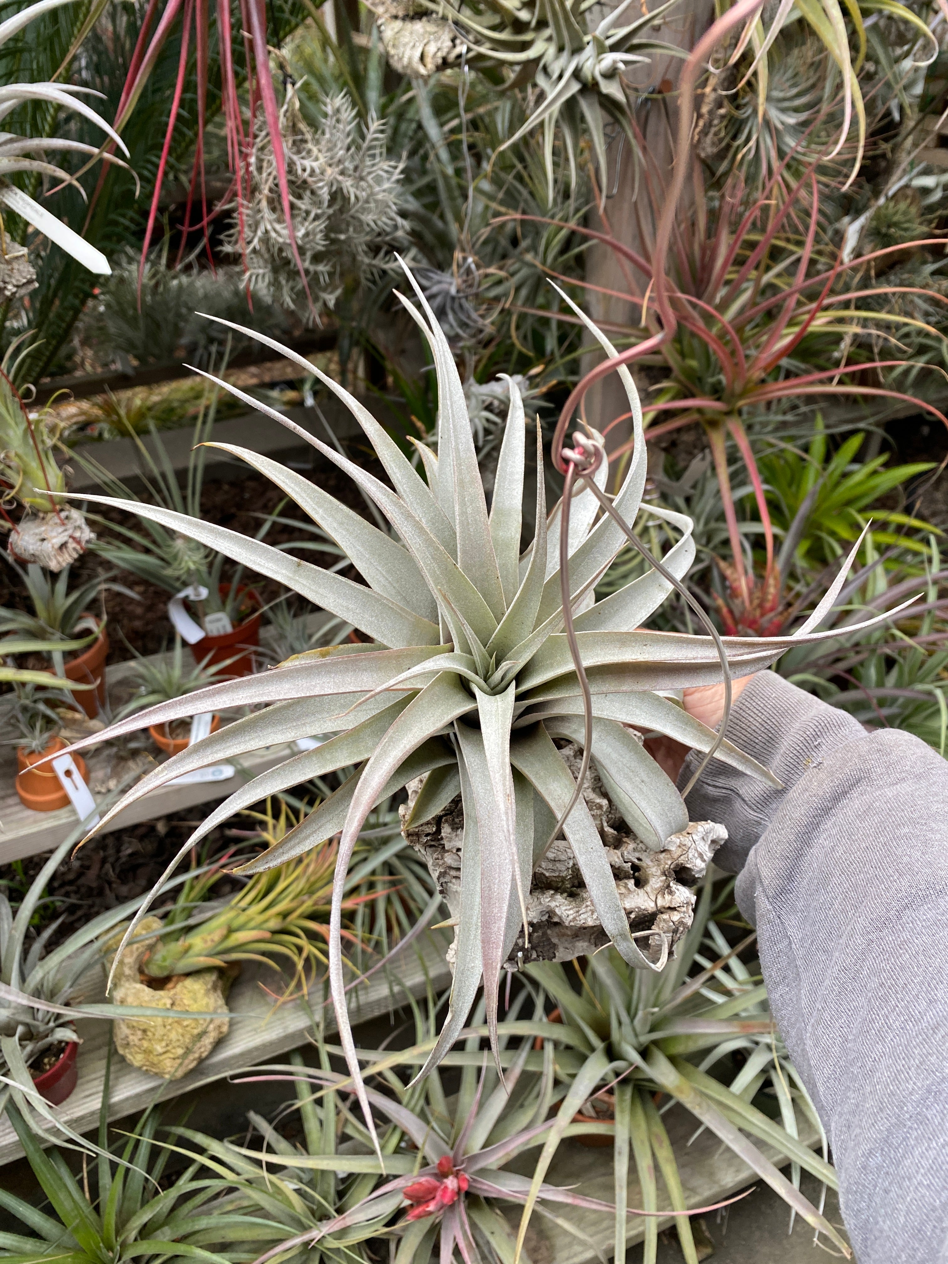 POWERS TO FLOWERS: TILLANDSIA PIANTE DELL'ARIA