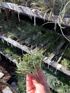 Tillandsia ionantha Crested form