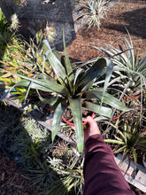 Tillandsia leucolepis
