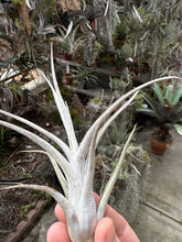 Tillandsia intermedia x Tillandsia ehlersiana