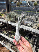 Tillandsia x Wisdomiana (Tillandsia xerographica x Tillandsia paucifolia)