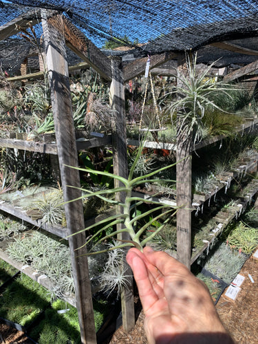 Tillandsia mereliana