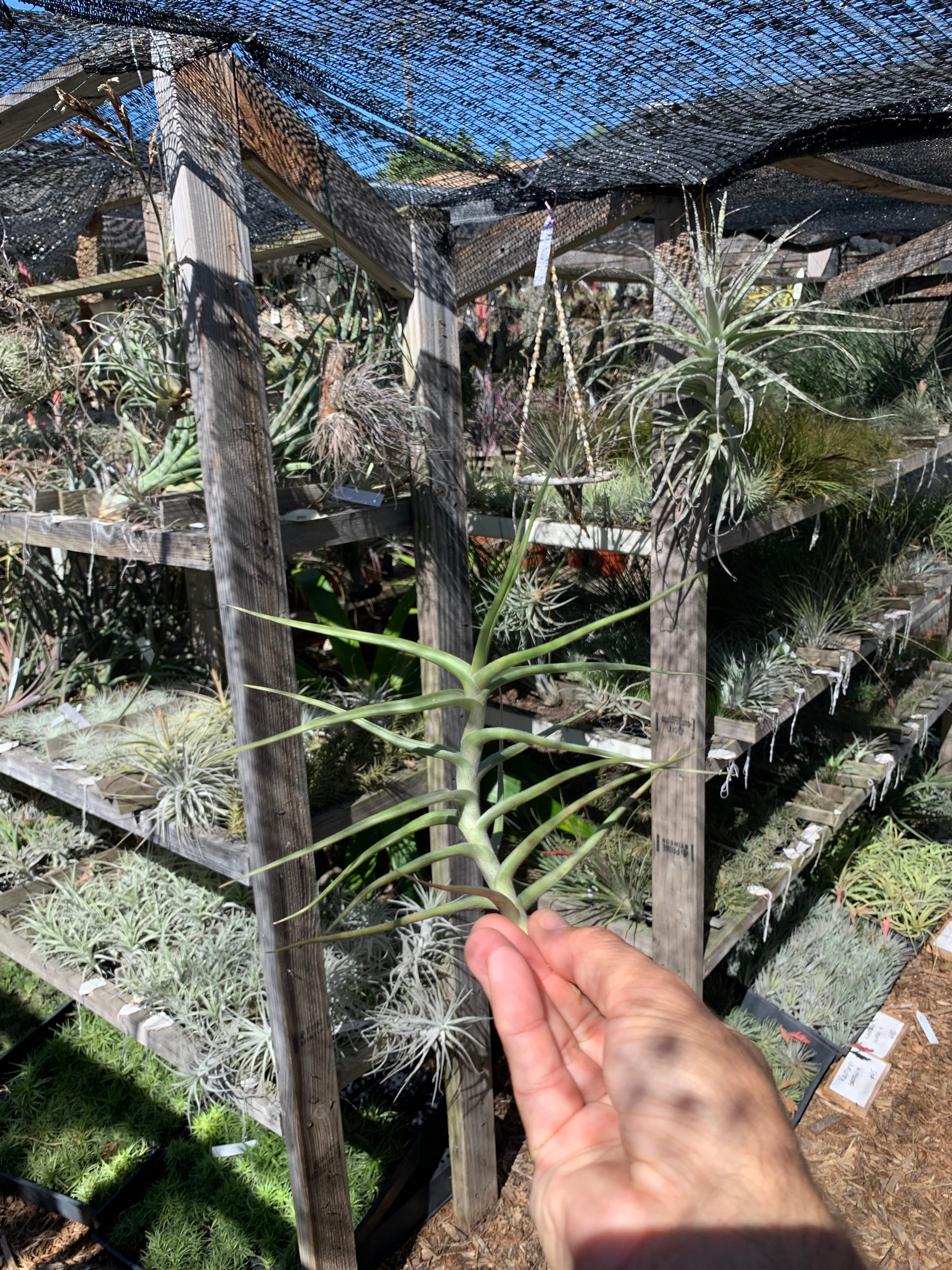 T.mereliana x T.tafiensis ティランジア Tillandsia mereliana – Cuffel Farms