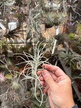 Tillandsia crocata x Tillandsia mallemontii