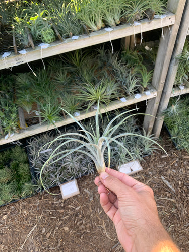 Tillandsia baileyi x Tillandsia ionantha #5 (Arden)