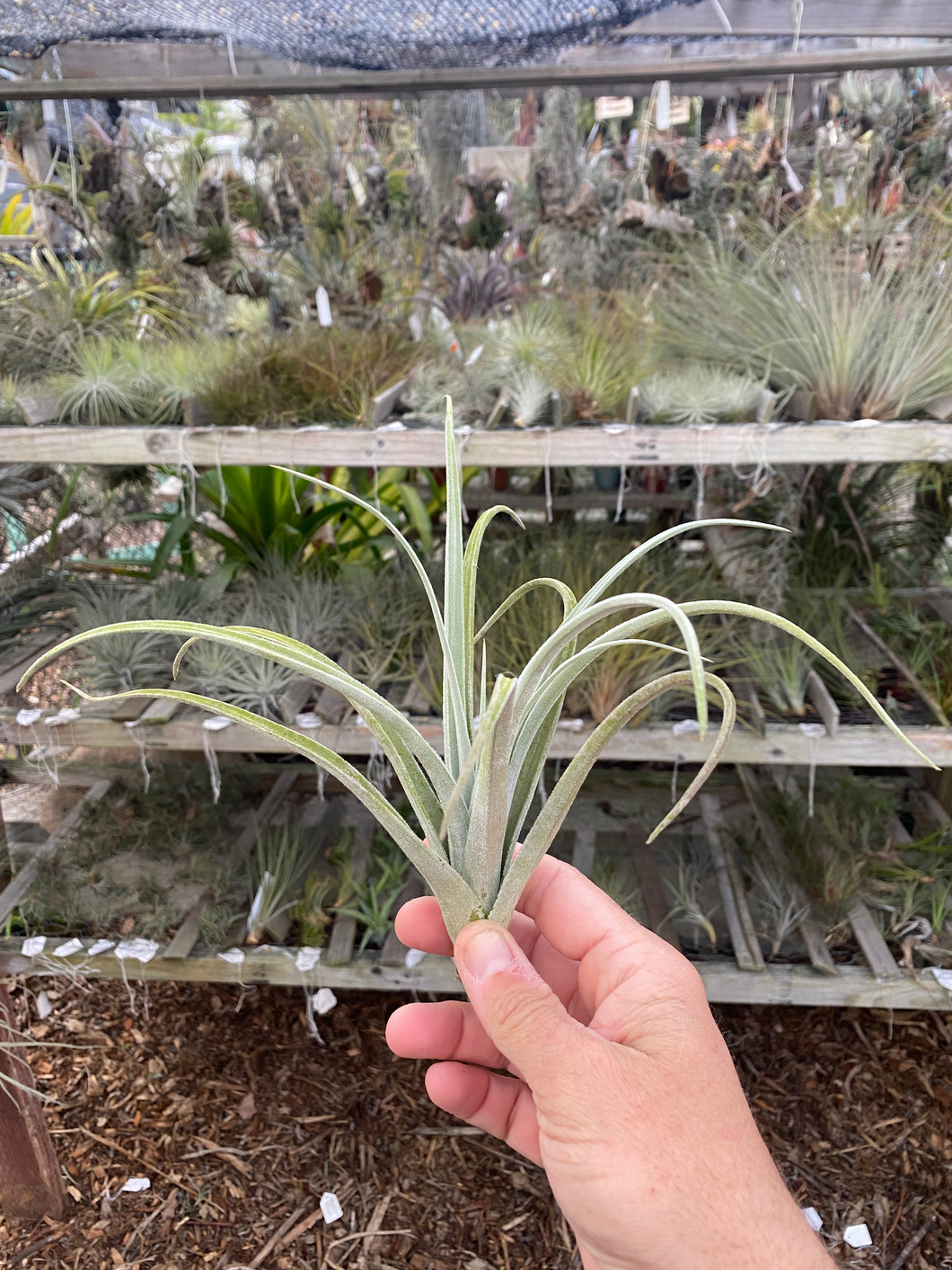 Tillandsia zecheri