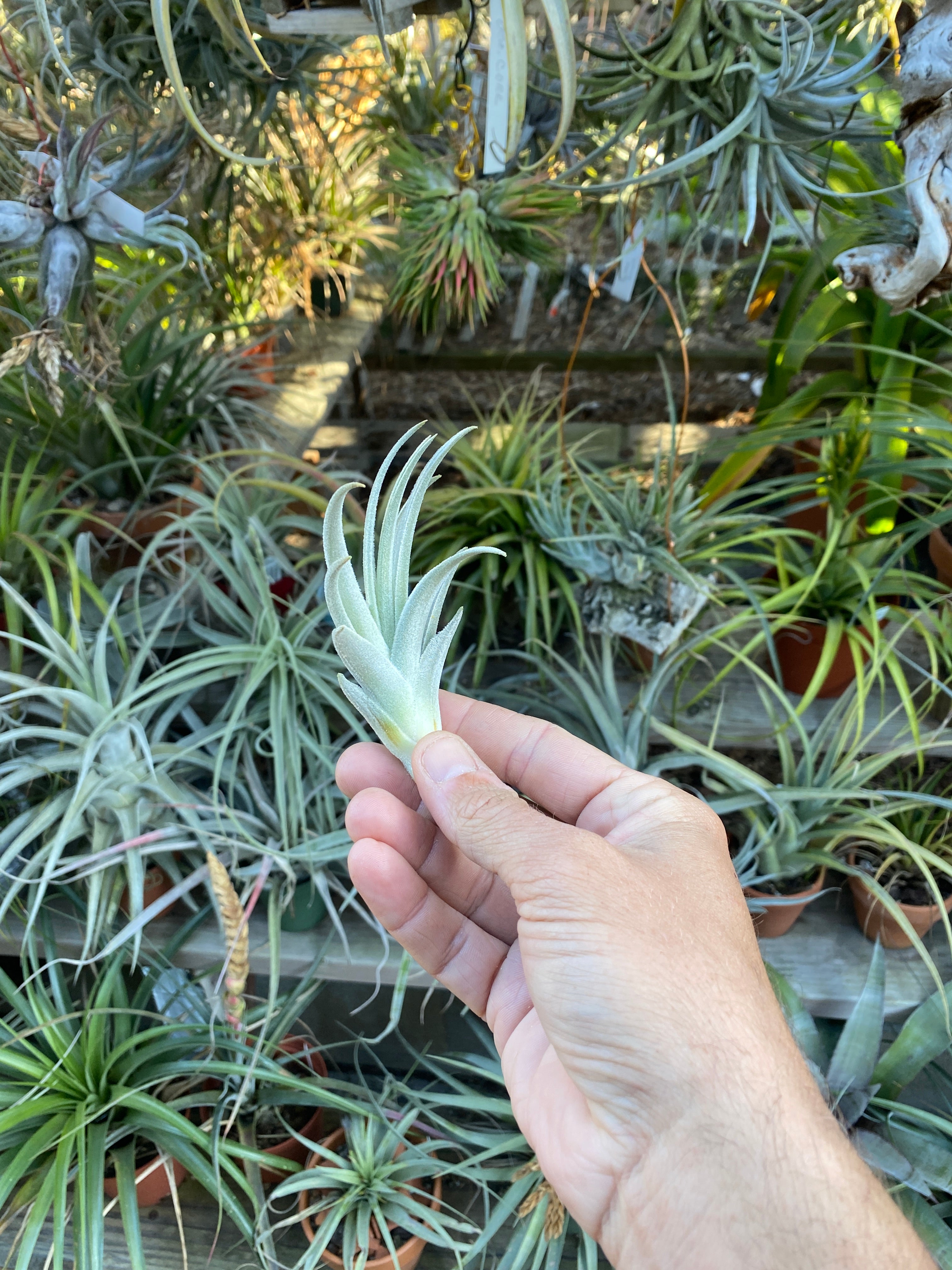 Tillandsia gardneri var. rupicola【#10】 Tillandsia gardneri rupicola. (size large) – Tillandsia In