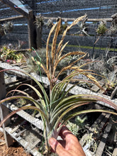 Tillandsia flabellata x Tillandsia caput medusae ‘Robust’