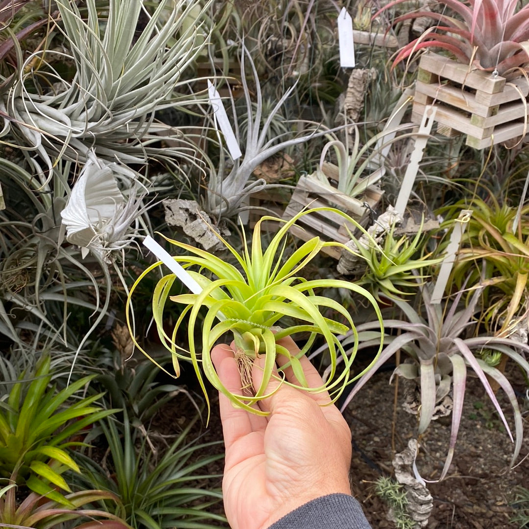 tillandsia red abdita air plants Tillandsia Etna (Tillandsia rothii x Tillandsia abdita) – Cuffel Farms