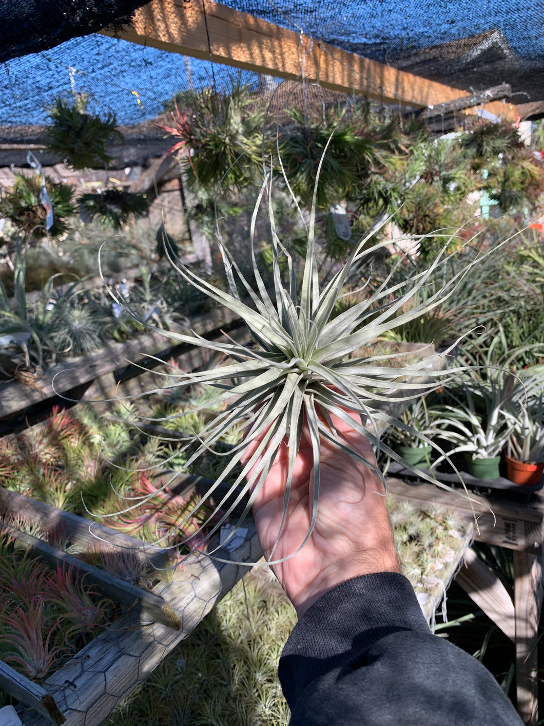 Tillandsia cereicola (Soft leaf variety)